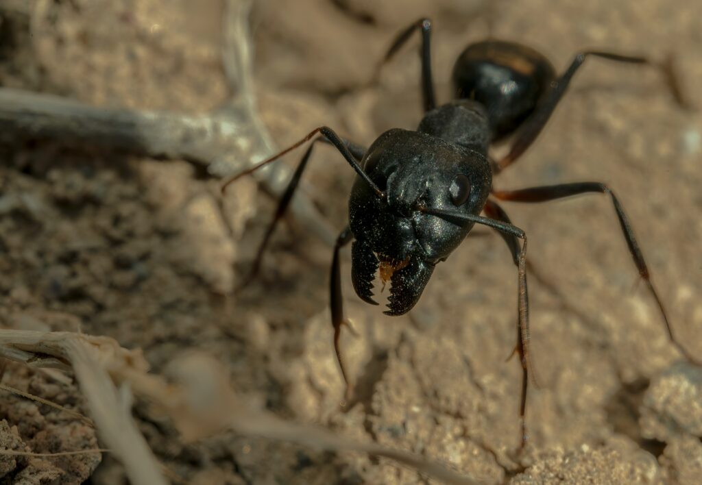 ant control treatments omaha