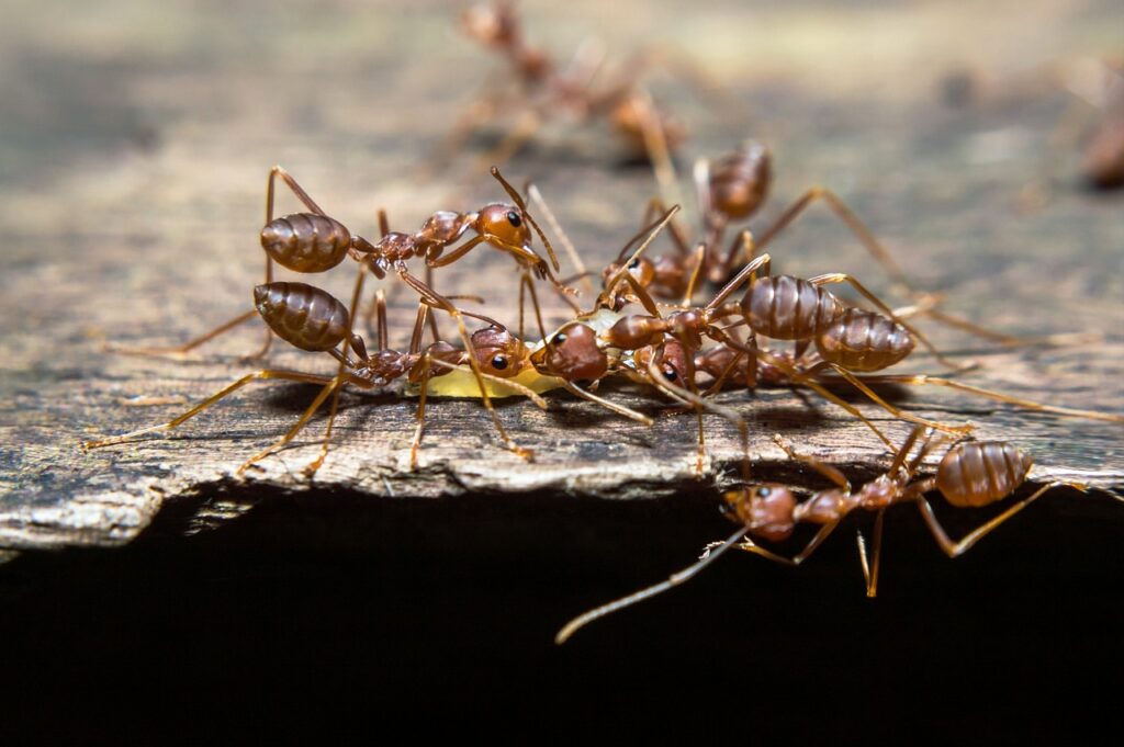 Ant prevention Omaha NE