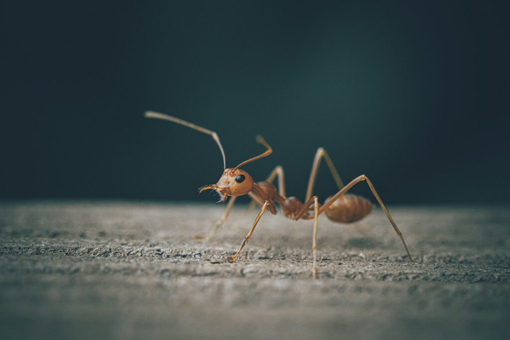 Ant problem assessment Omaha
