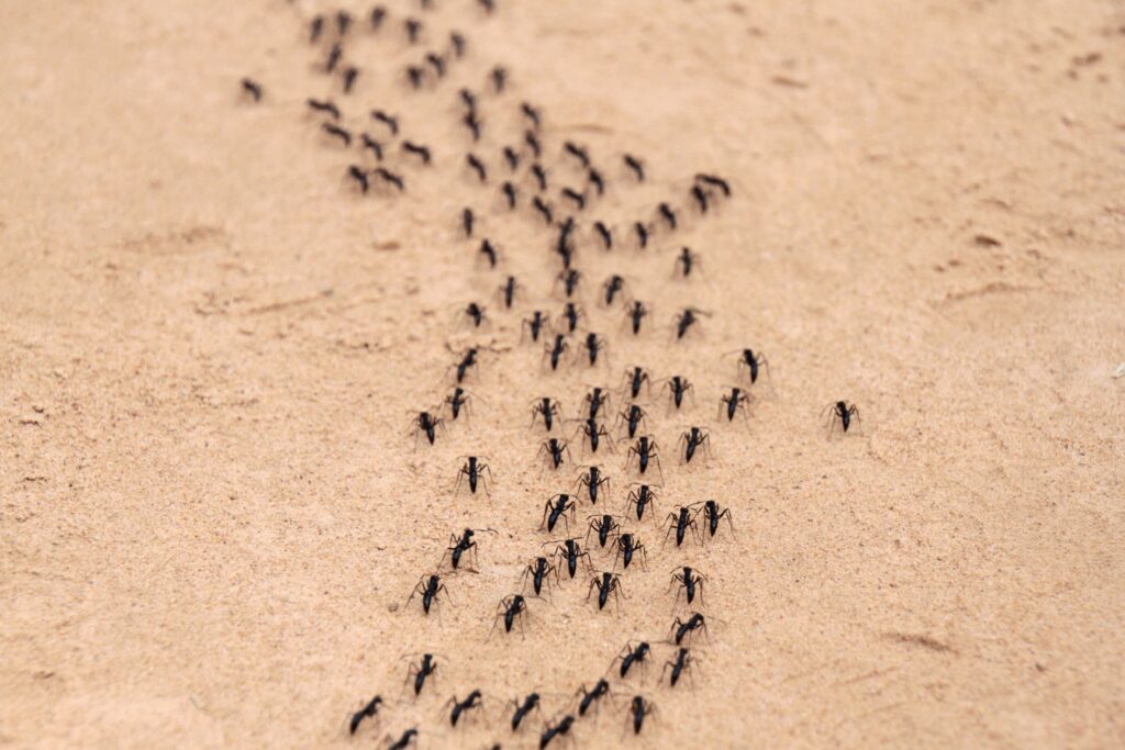 What Kills Ants Instantly?