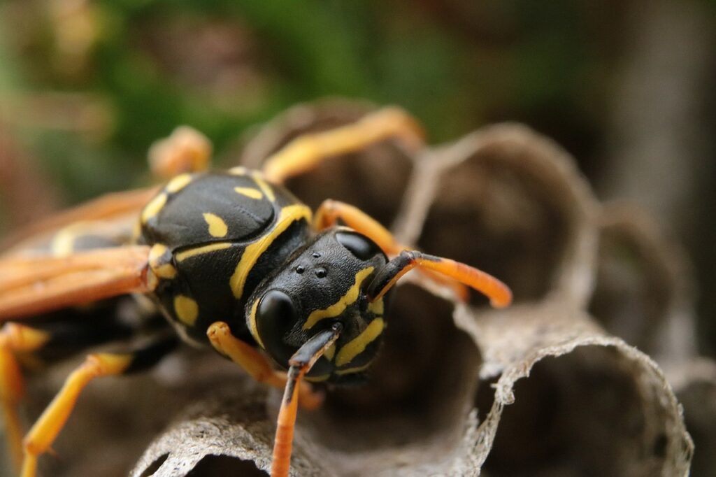 Local bald faced hornet removal service
