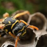 Local bald faced hornet removal service