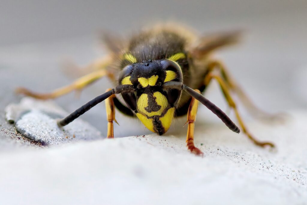 bee removal companies Omaha
