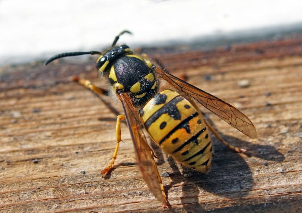 Emergency bee removal Omaha