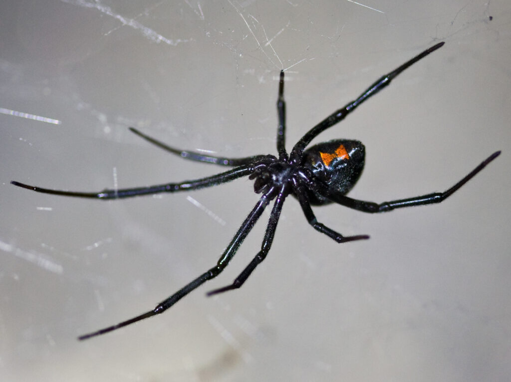 most venomous spiders in Nebraska