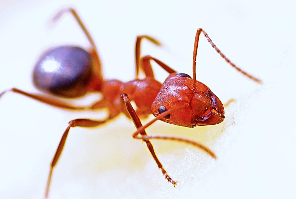 Carpenter ant prevention evaluation Omaha