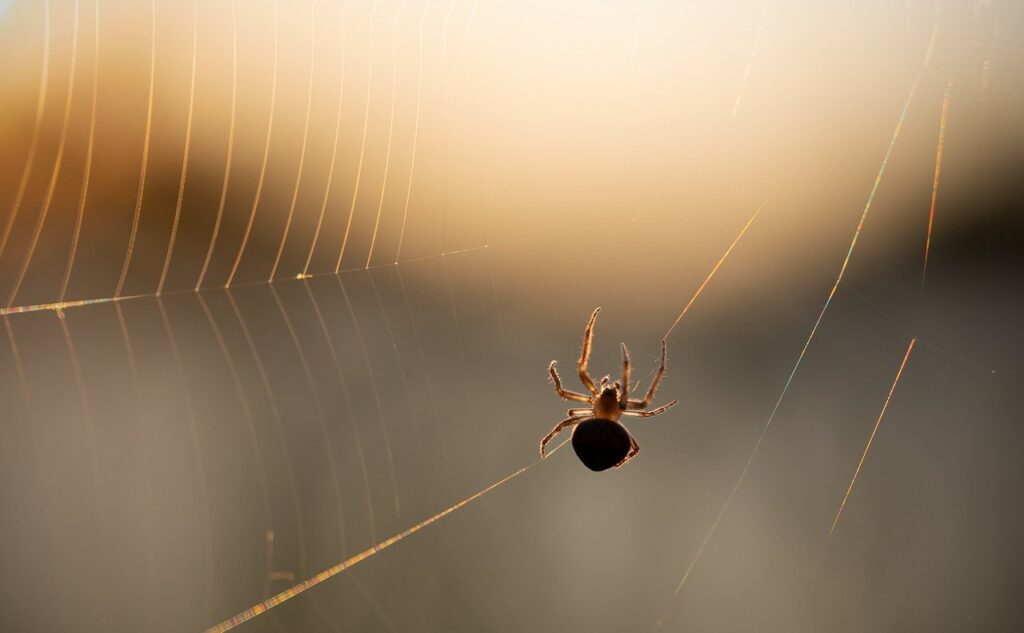 Spider control inspection Omaha