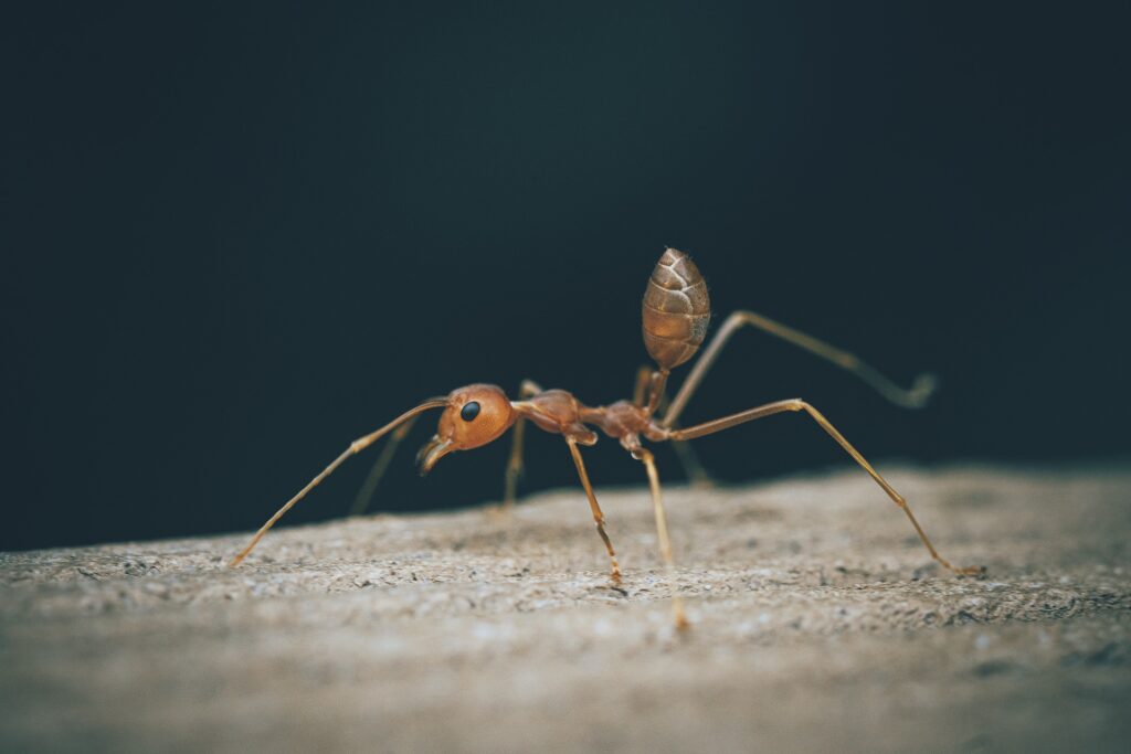 local fire ant prevention evaluation Omaha