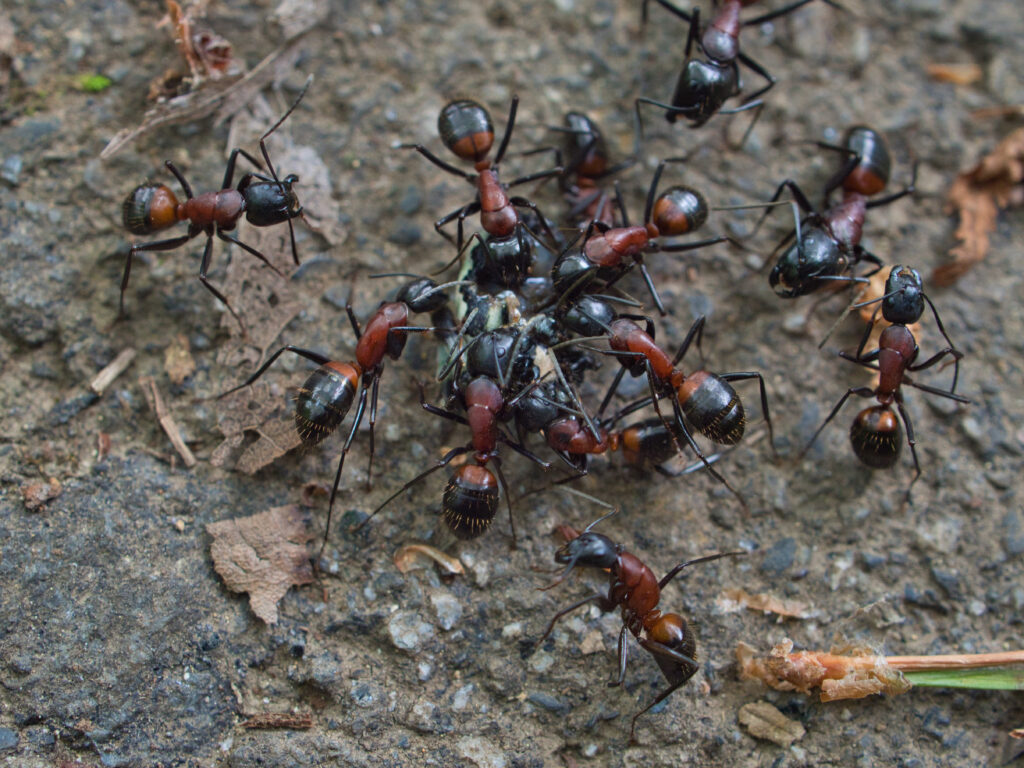 What Attracts an Ant Infestation?