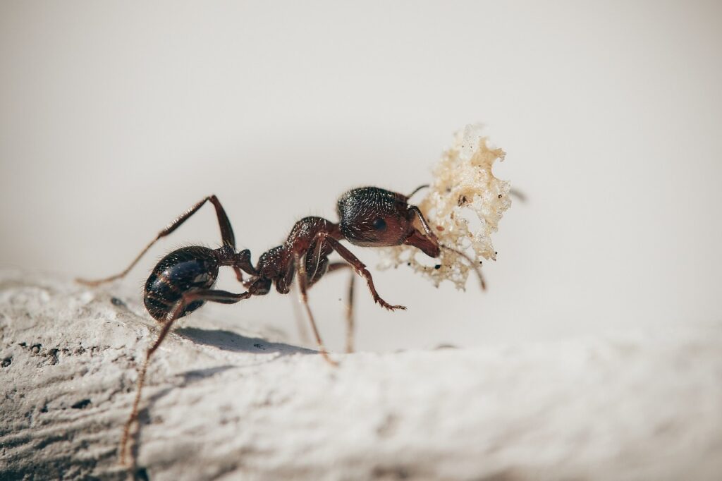 Ant infestation inspection Omaha