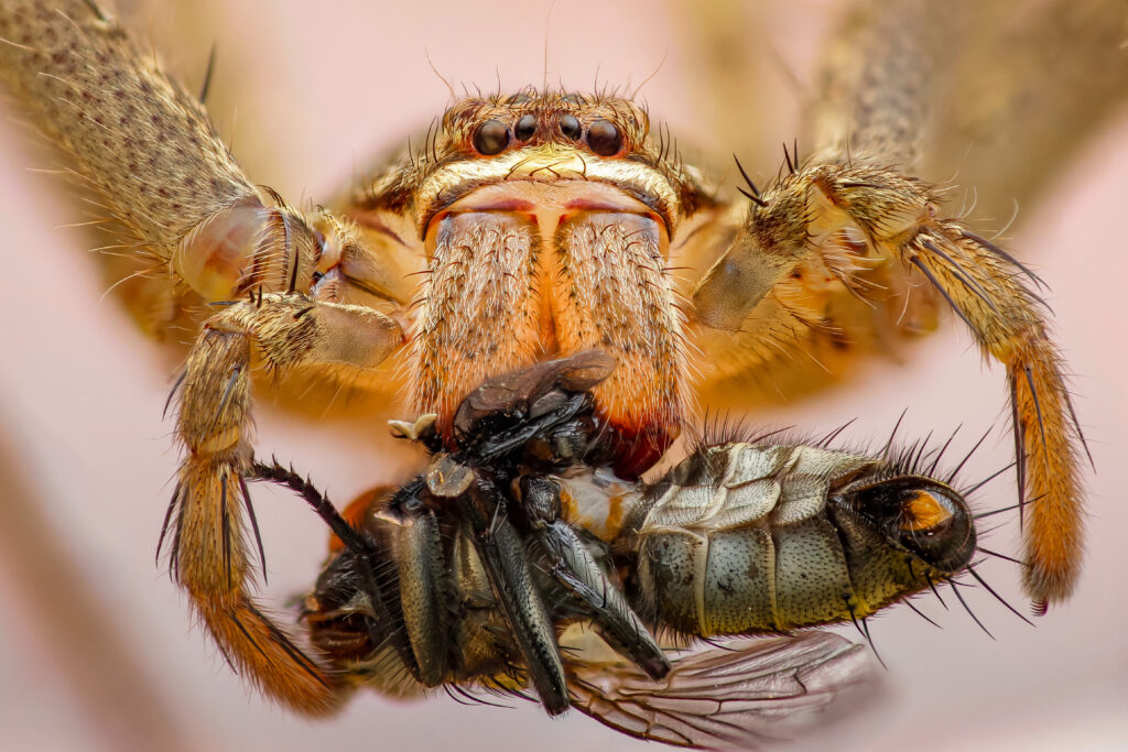 Spider removal service near by
