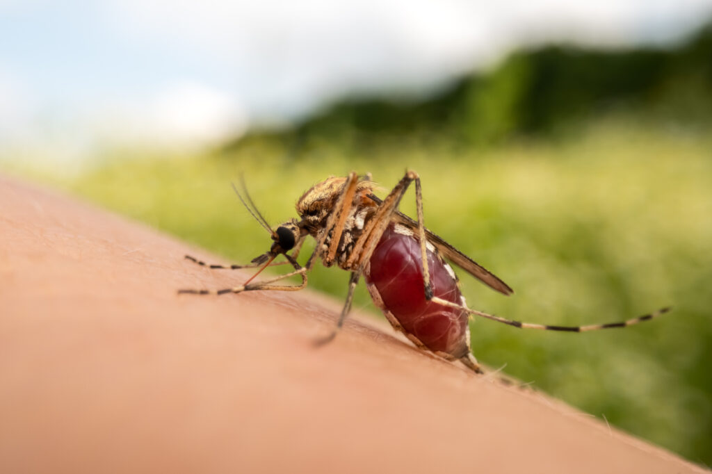 mosquito larviciding and fogging