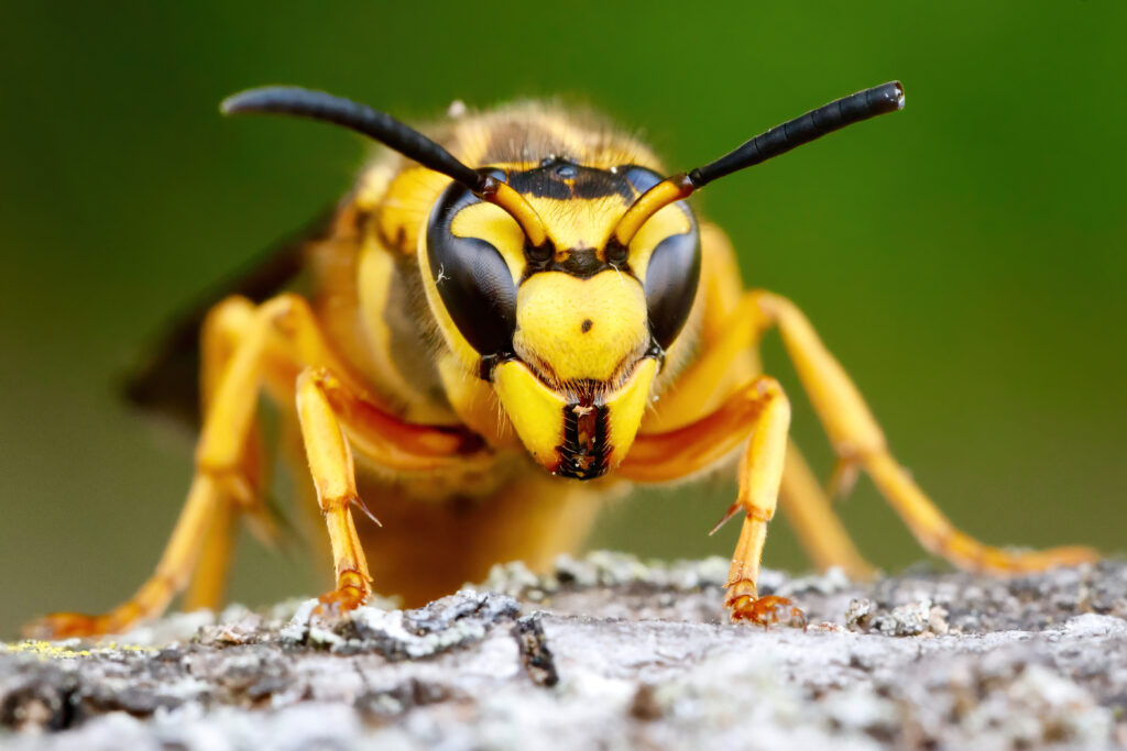 stinging insect control treatment for nest