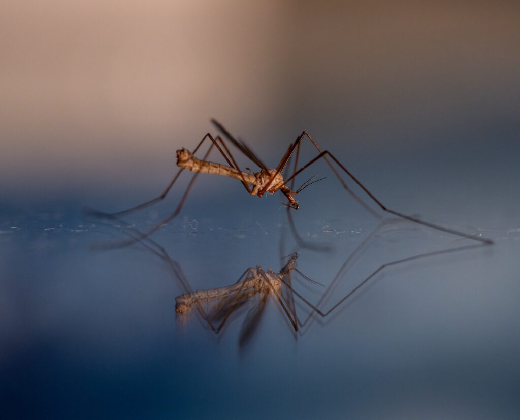Mosquito Control Omaha