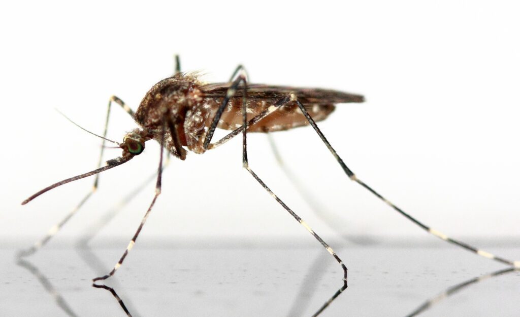 Mosquito control guarantee