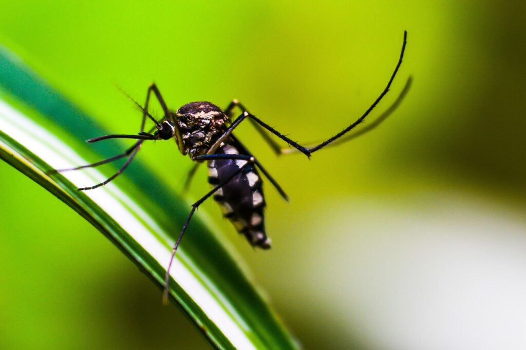 Mosquito treatment estimate Omaha