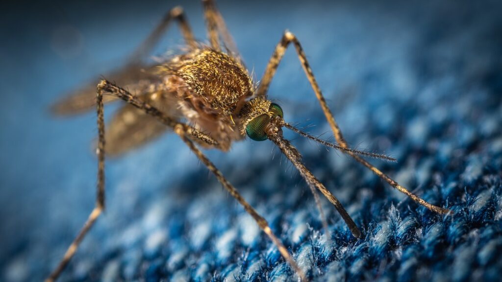 Mosquito prevention consultation