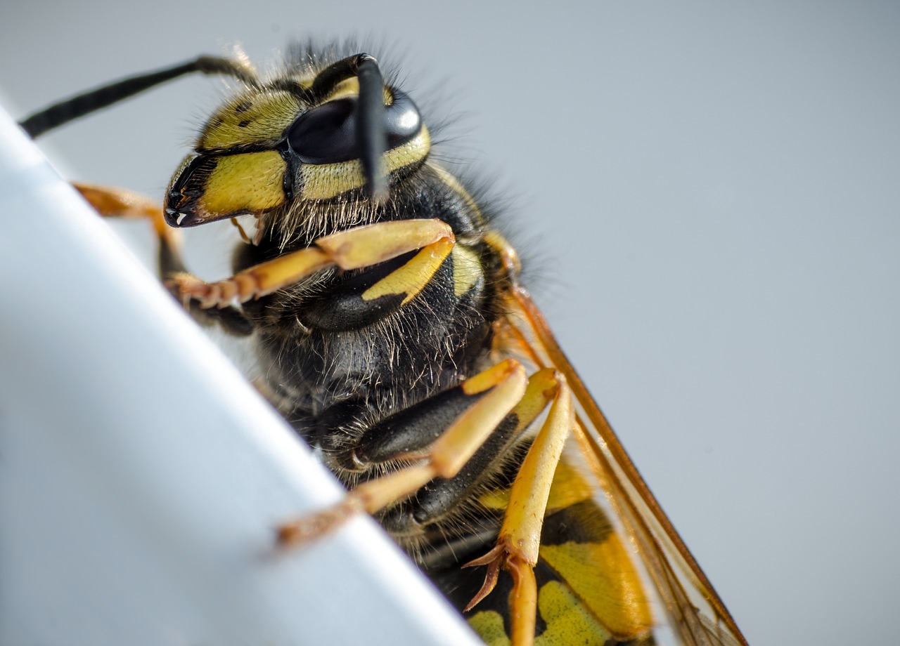 Cicada killer control Omaha