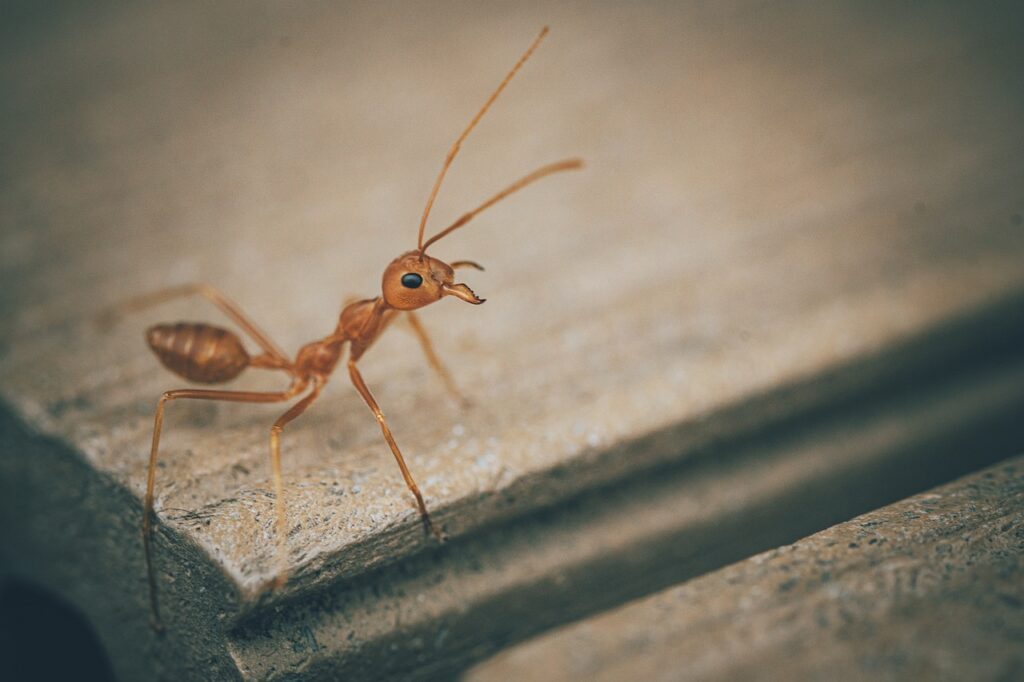 Red ant treatment consultation Omaha