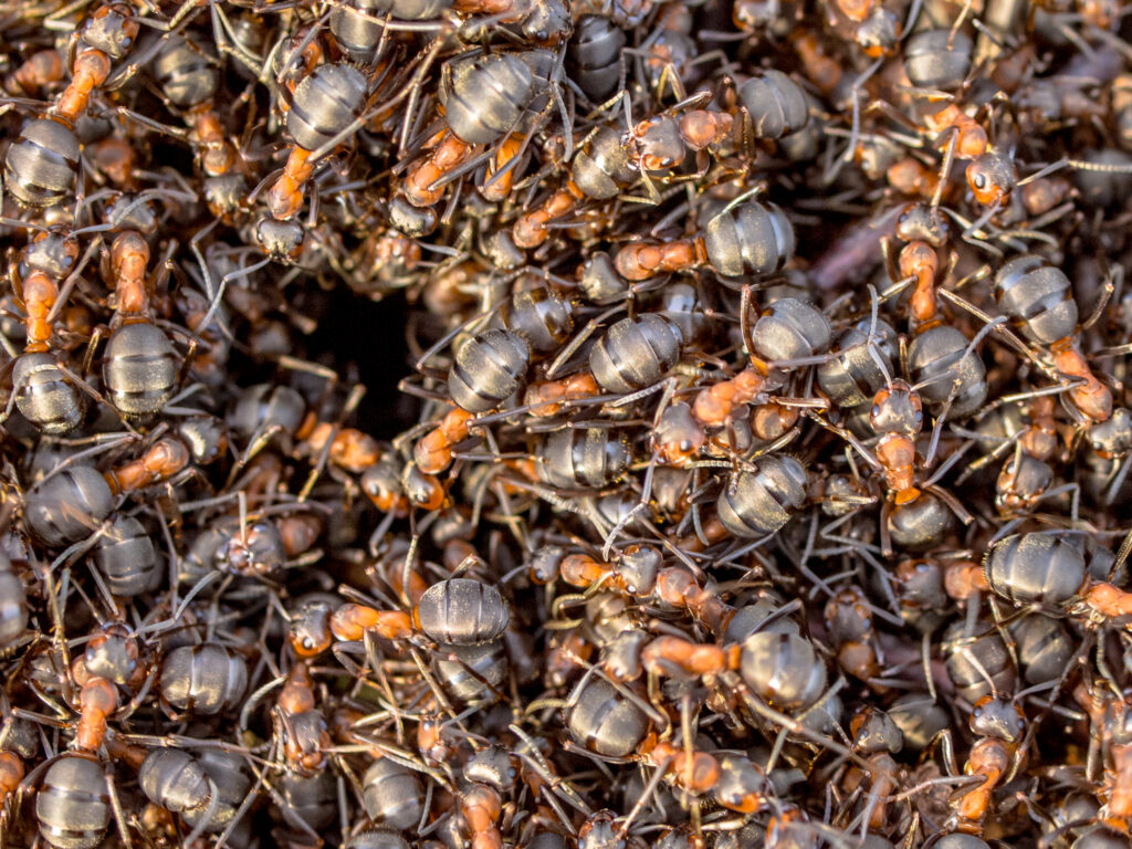 How to Get Rid of an Ant Infestation?