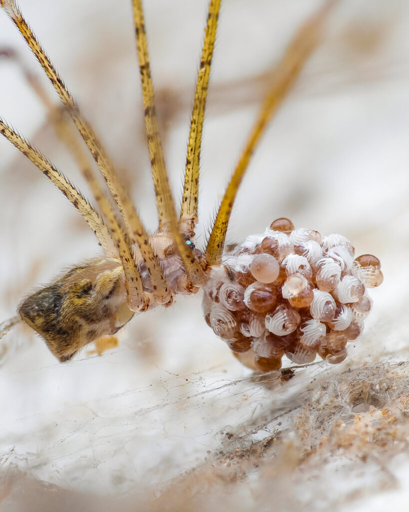 mother spider with egg sacs