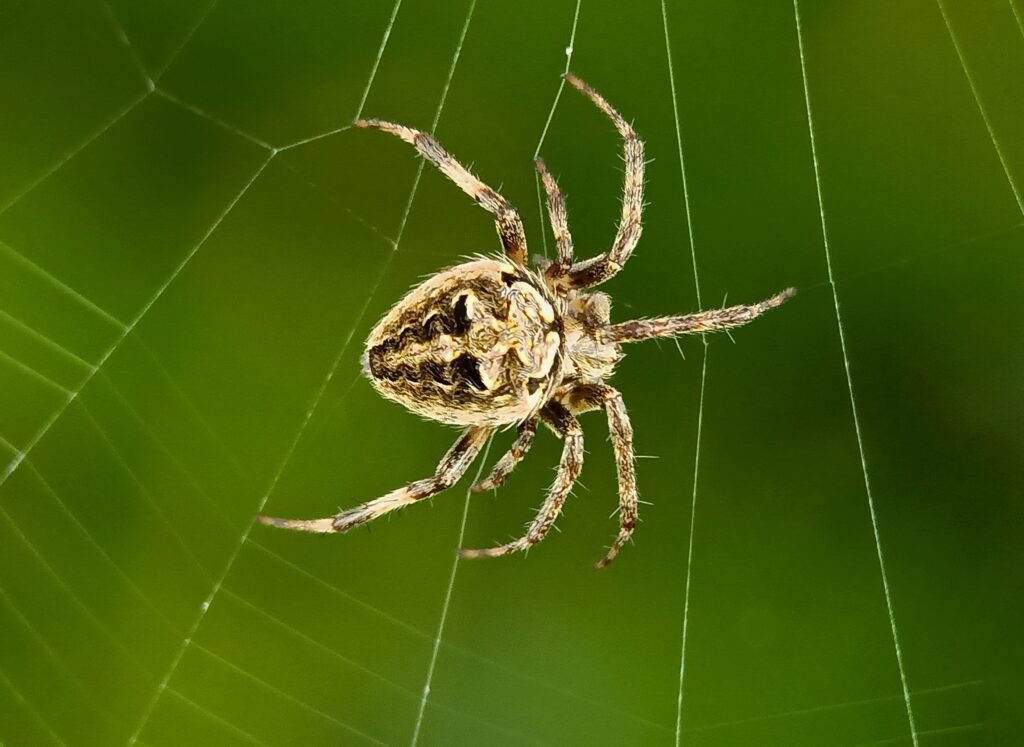 spider control maintenance programs in Omaha