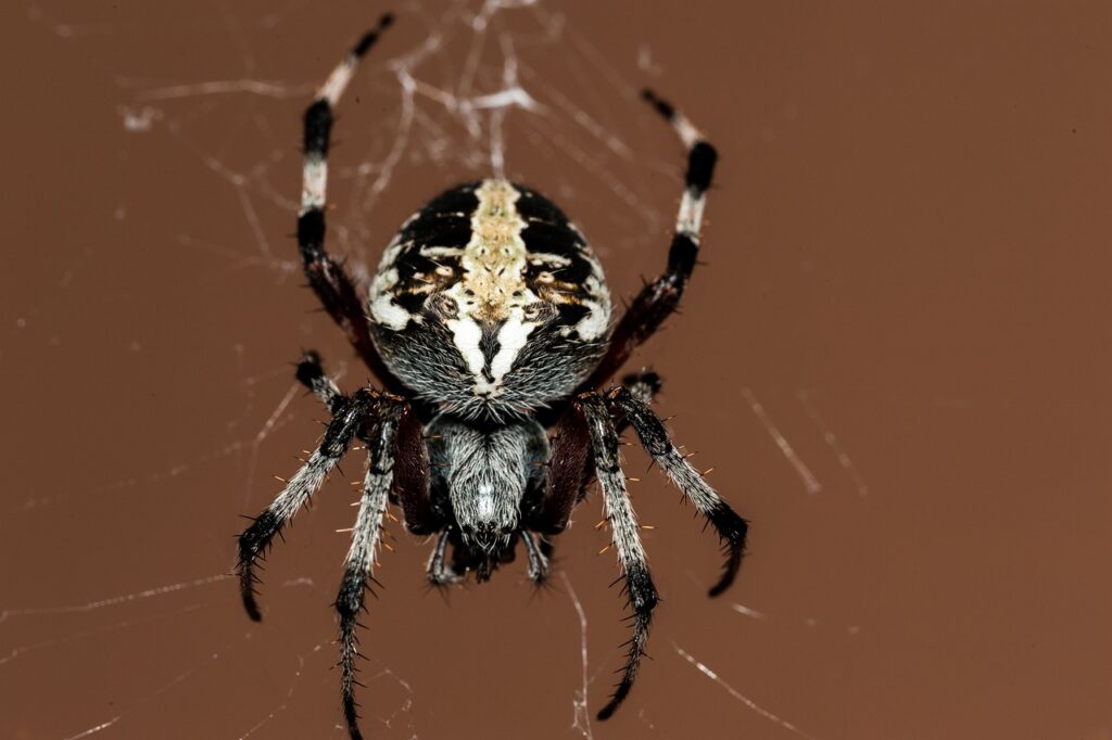 Spider infestation assessment Omaha