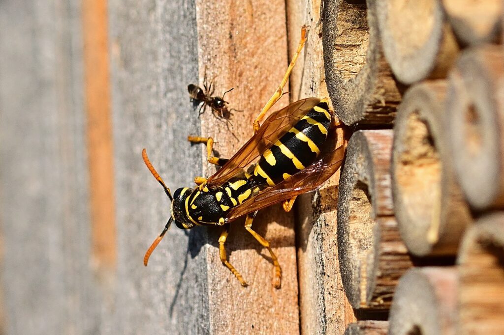 Yellow jacket removal assessment Omaha