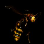 wasp control service Omaha NE
