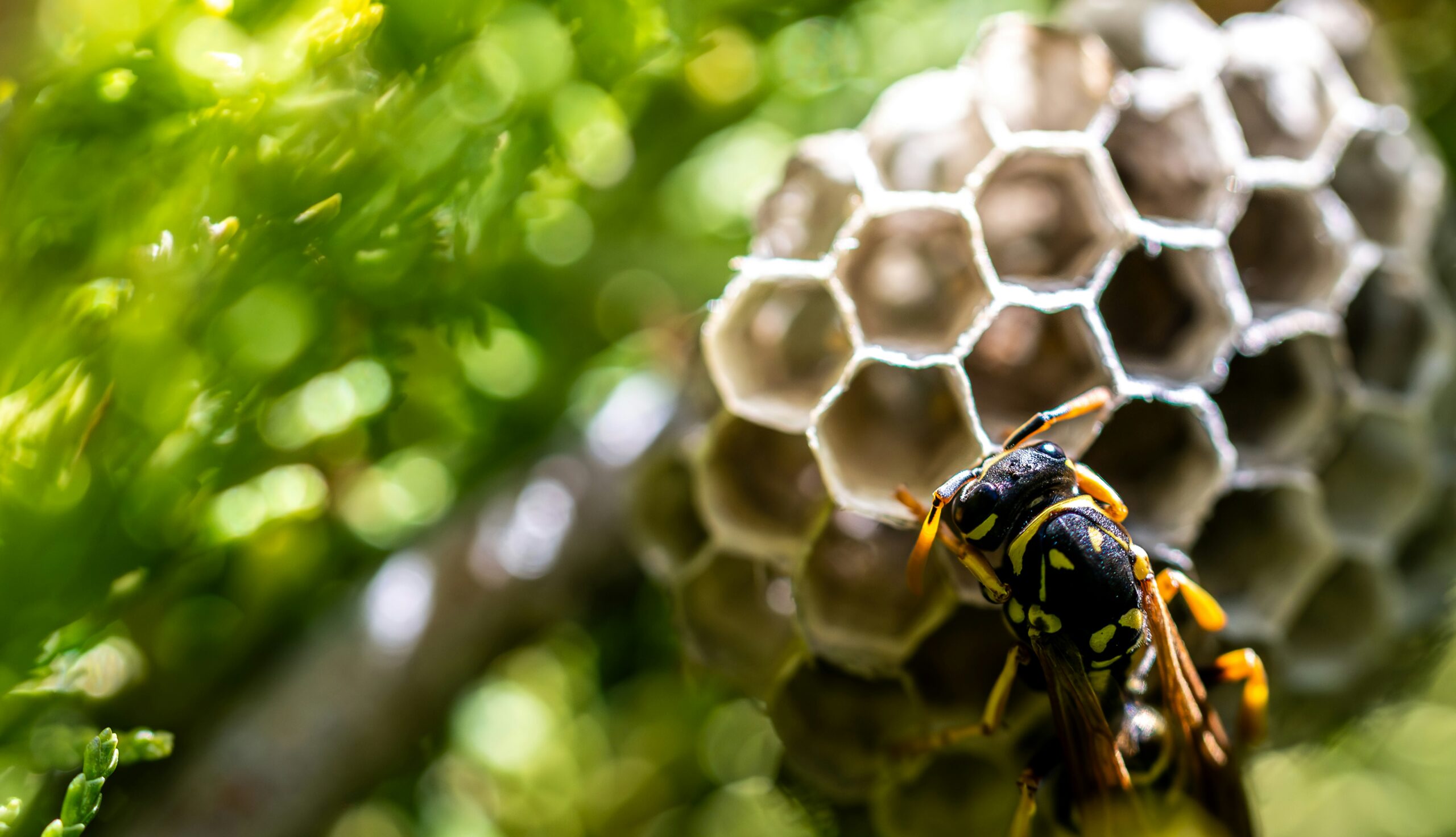 wasp control treatments for nest
