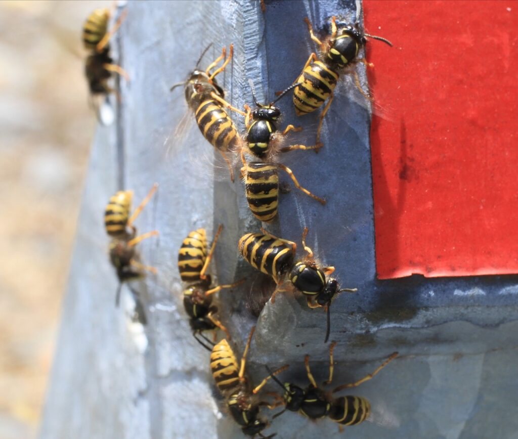 Residential wasp control Omaha