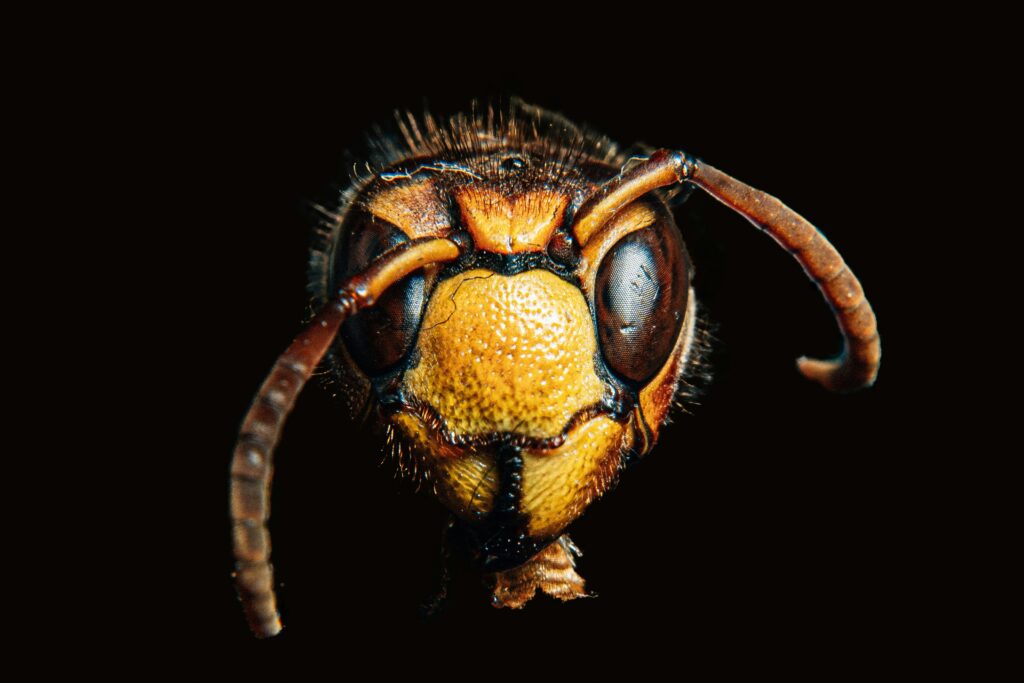 yellow jacket control Omaha