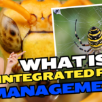 What Is Integrated Pest Management