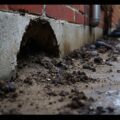 large rodent population threshold